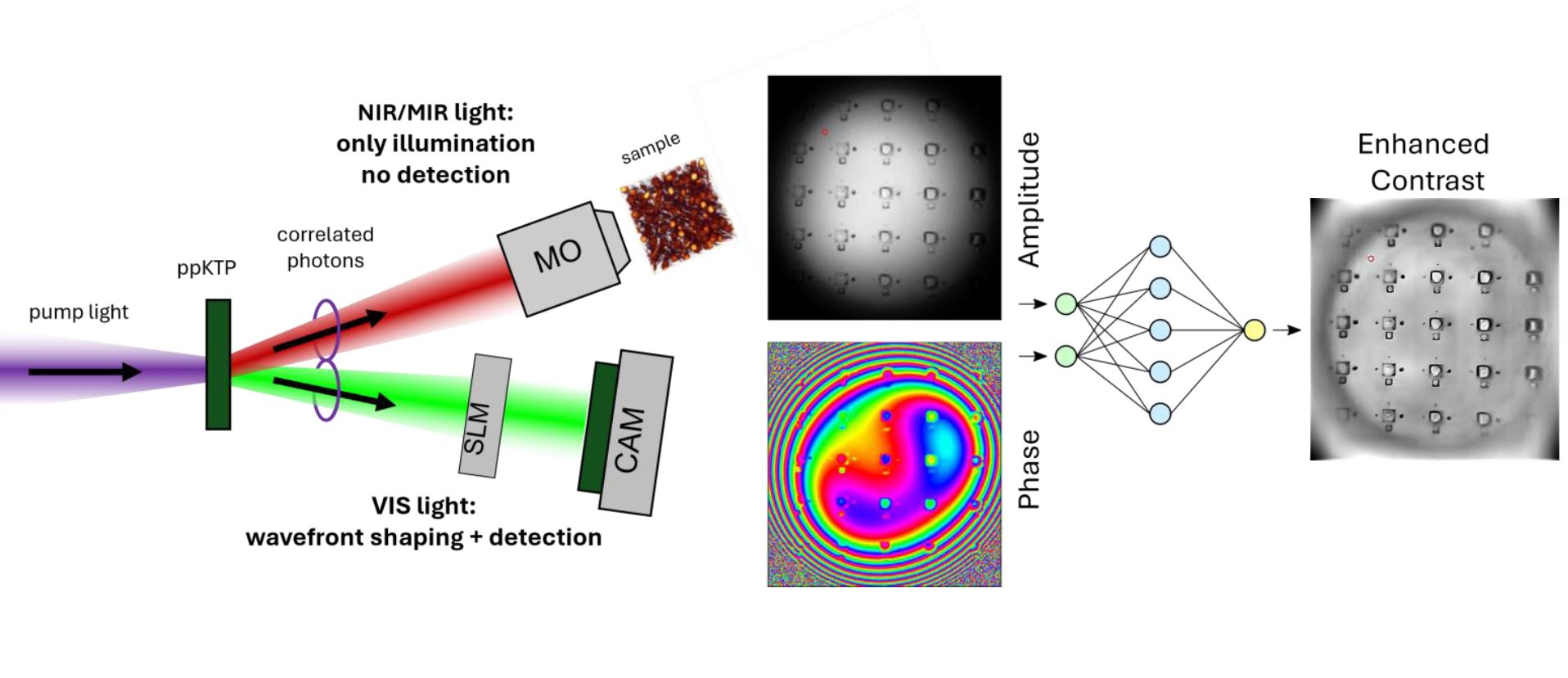 Using Neural Networks to Enhance Contrast in Amplitude and Phase Quantum Images